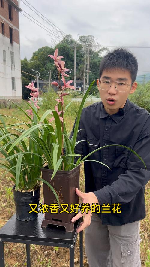 谁说兰花不适合新手养？兰花难不难养？