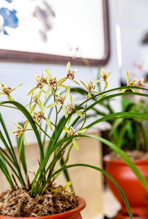 谁说兰花不适合新手养?兰花难不难养?-第3张图片-优品飞百科 谁说兰花不适合新手养?兰花难不难养?-第3张图片-优品飞百科