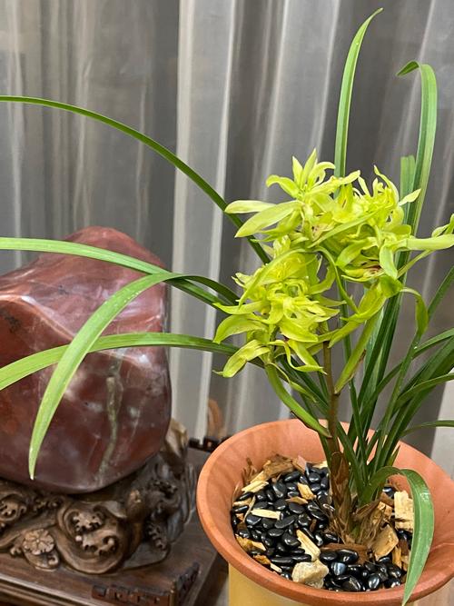 谁说兰花不适合新手养?兰花难不难养?-第4张图片-优品飞百科 谁说兰花不适合新手养?兰花难不难养?-第4张图片-优品飞百科