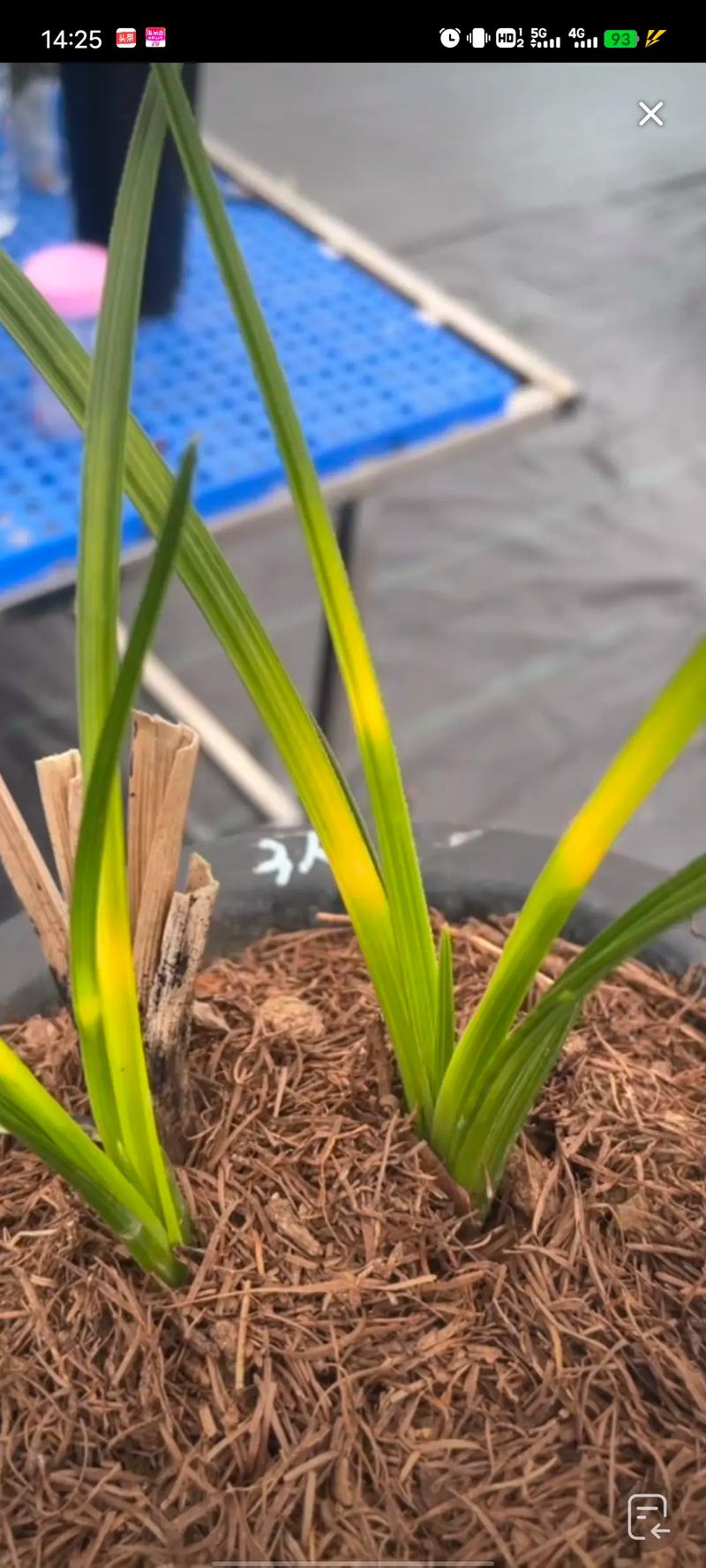 谁说兰花不适合新手养?兰花难不难养?-第5张图片-优品飞百科 谁说兰花不适合新手养?兰花难不难养?-第5张图片-优品飞百科