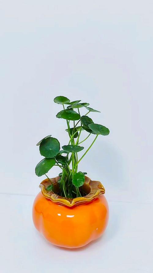 他家的铜钱草竟能养成瀑布，铜钱草怎么造景