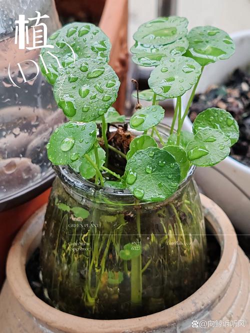 他家的铜钱草竟能养成瀑布，铜钱草怎么造景-第2张图片-优品飞百科