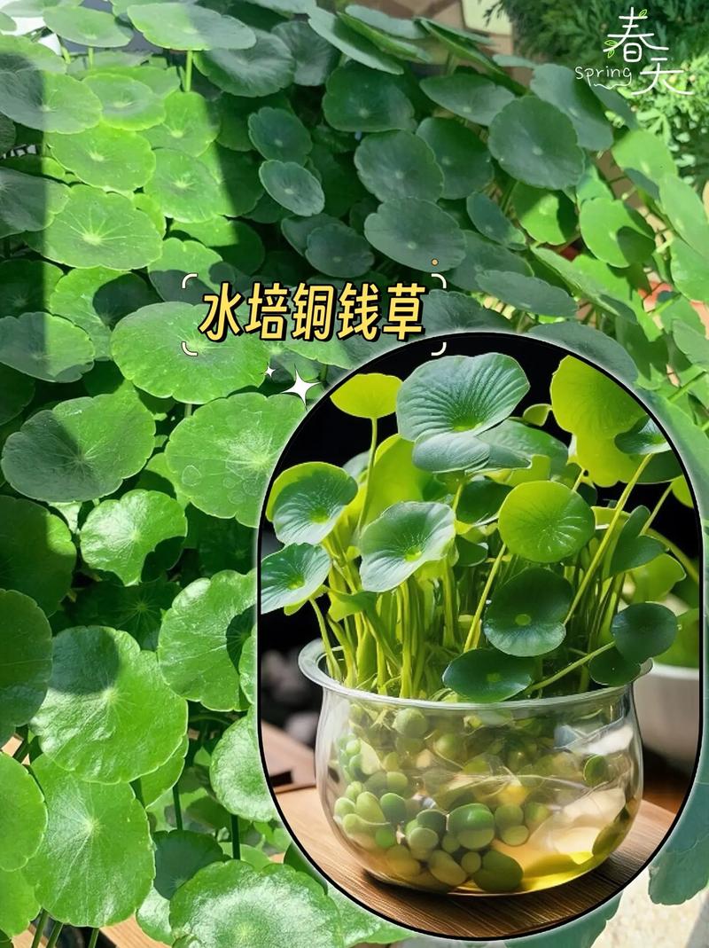 他家的铜钱草竟能养成瀑布，铜钱草怎么造景-第3张图片-优品飞百科