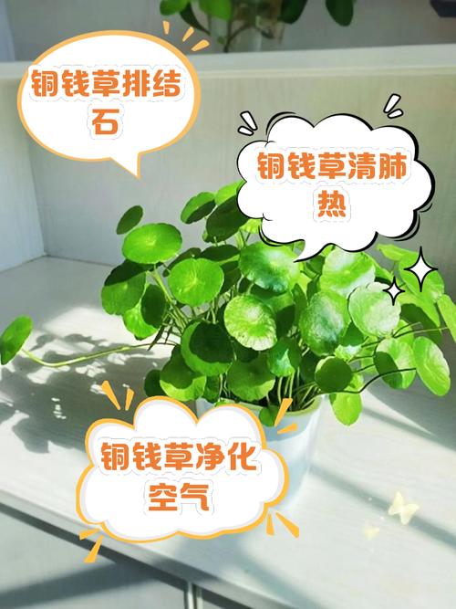 他家的铜钱草竟能养成瀑布，铜钱草怎么造景-第4张图片-优品飞百科