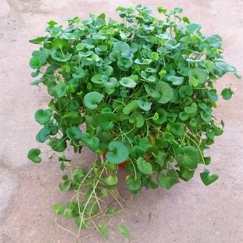 他家的铜钱草竟能养成瀑布，铜钱草怎么造景-第5张图片-优品飞百科