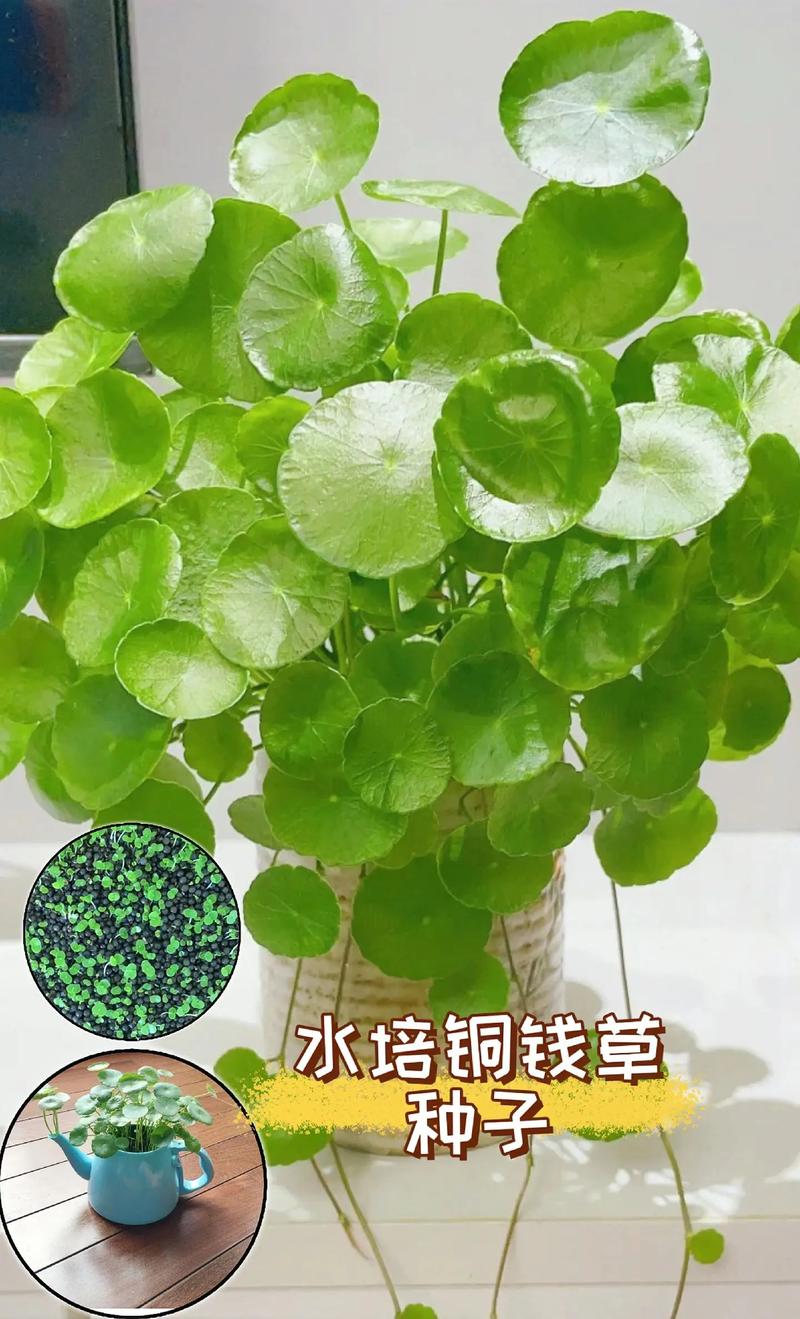 他家的铜钱草竟能养成瀑布，铜钱草怎么造景-第7张图片-优品飞百科