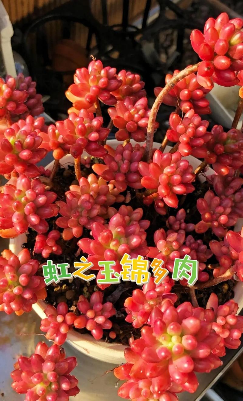 虹之玉怎么养，虹之玉怎么养出状态