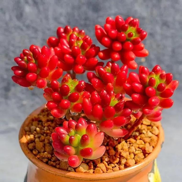 虹之玉怎么养,虹之玉怎么养出状态-第2张图片-优品飞百科 虹之玉怎么养,虹之玉怎么养出状态-第2张图片-优品飞百科