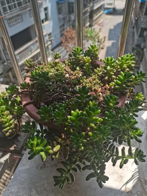 虹之玉怎么养,虹之玉怎么养出状态-第3张图片-优品飞百科 虹之玉怎么养,虹之玉怎么养出状态-第3张图片-优品飞百科