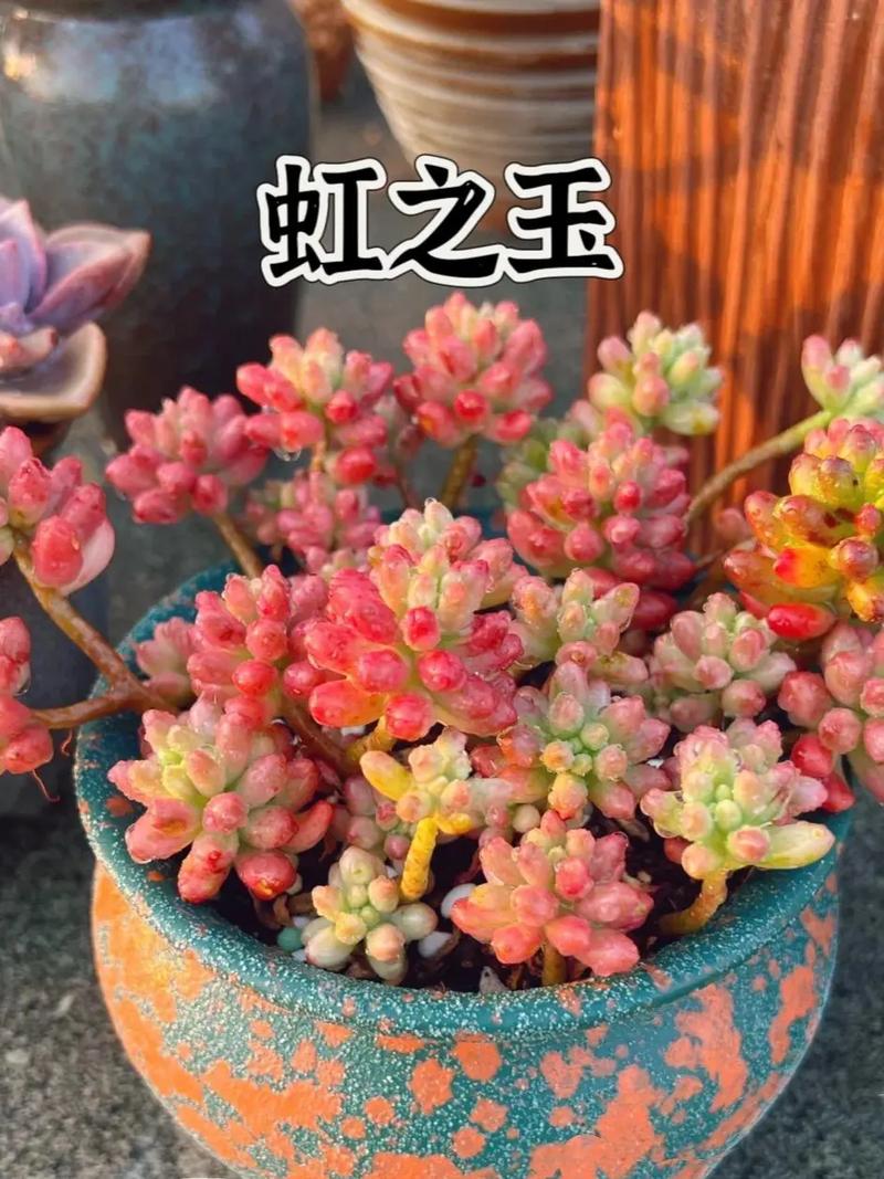 虹之玉怎么养,虹之玉怎么养出状态-第6张图片-优品飞百科 虹之玉怎么养,虹之玉怎么养出状态-第6张图片-优品飞百科