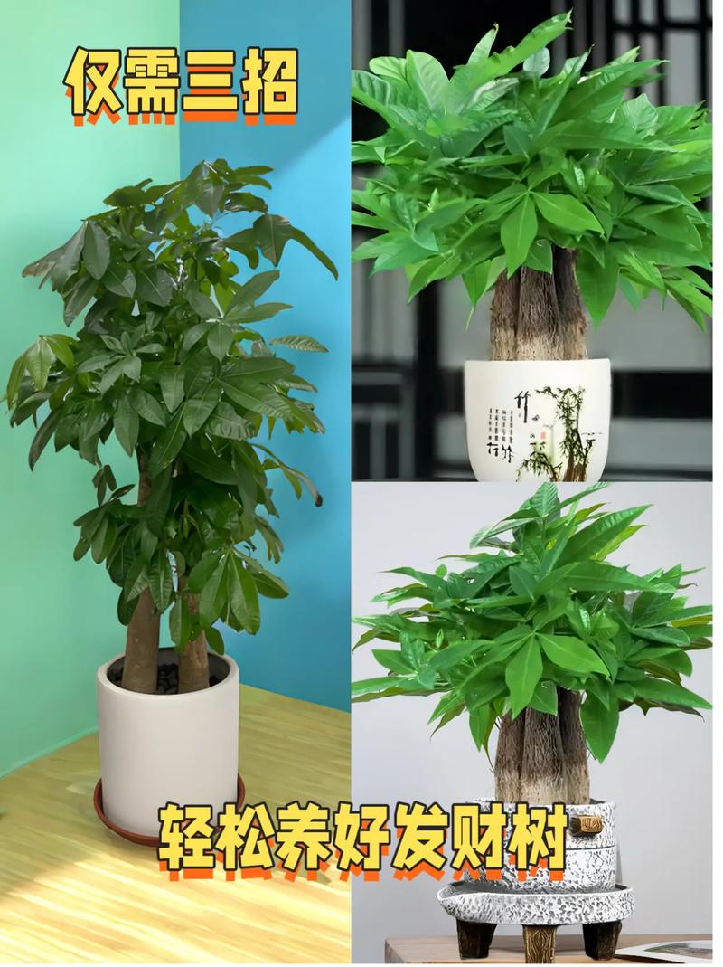 发财树怎么养才长得好？小盆栽发财树怎么养才长得好？