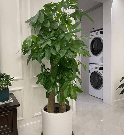 发财树怎么养才长得好?小盆栽发财树怎么养才长得好?-第3张图片-优品飞百科 发财树怎么养才长得好?小盆栽发财树怎么养才长得好?-第3张图片-优品飞百科