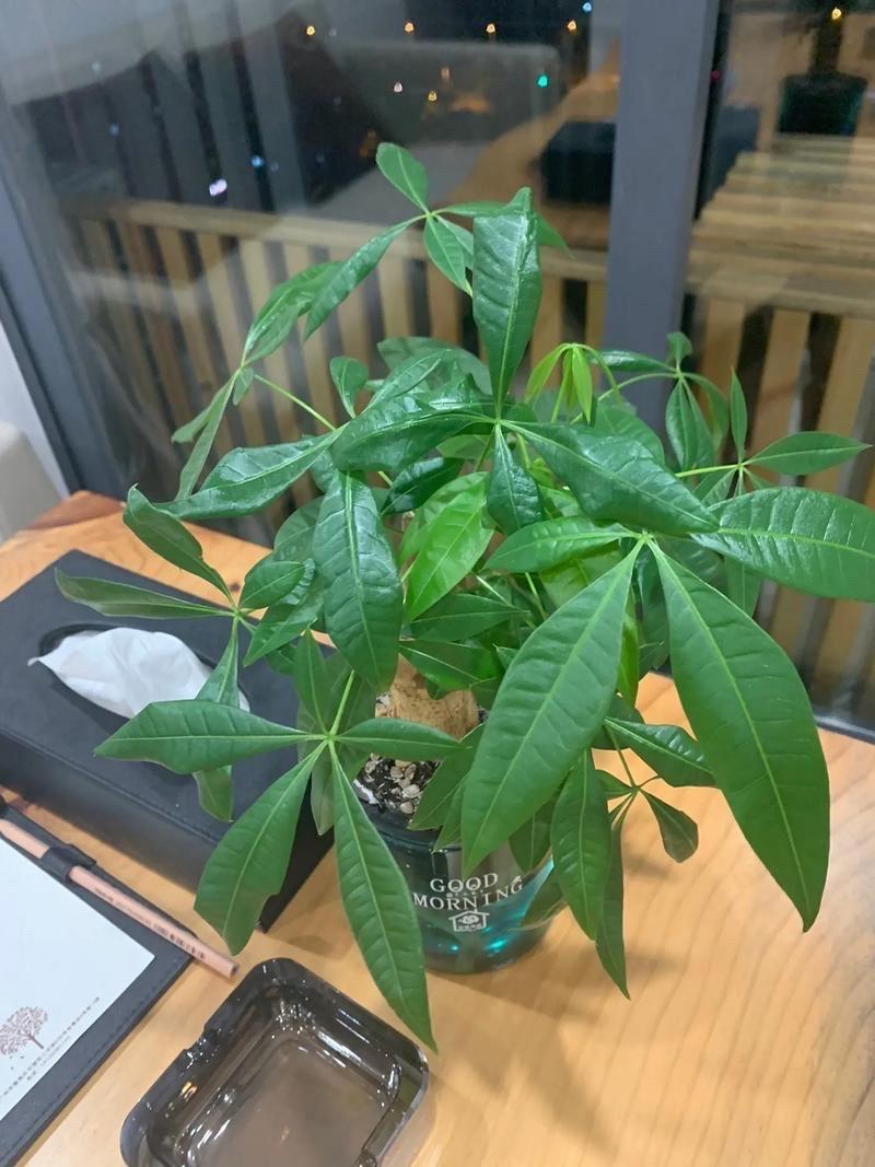 发财树怎么养才长得好?小盆栽发财树怎么养才长得好?-第4张图片-优品飞百科 发财树怎么养才长得好?小盆栽发财树怎么养才长得好?-第4张图片-优品飞百科