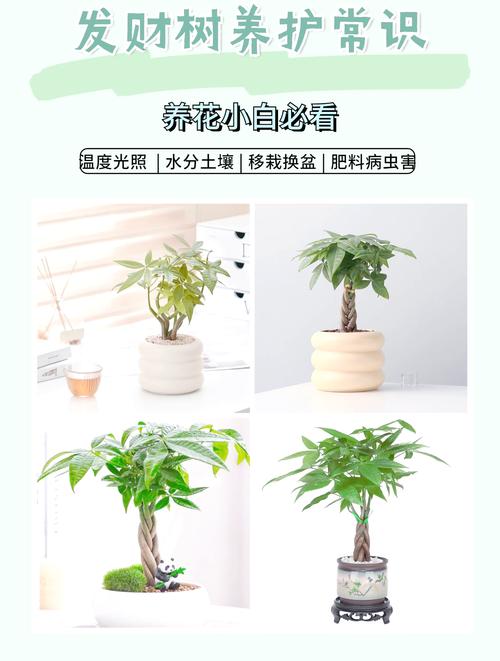 发财树怎么养才长得好?小盆栽发财树怎么养才长得好?-第5张图片-优品飞百科 发财树怎么养才长得好?小盆栽发财树怎么养才长得好?-第5张图片-优品飞百科