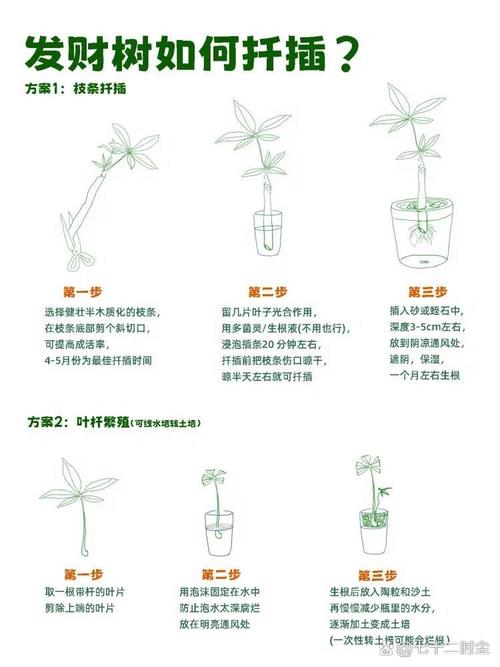 发财树怎么养才长得好?小盆栽发财树怎么养才长得好?-第7张图片-优品飞百科 发财树怎么养才长得好?小盆栽发财树怎么养才长得好?-第7张图片-优品飞百科