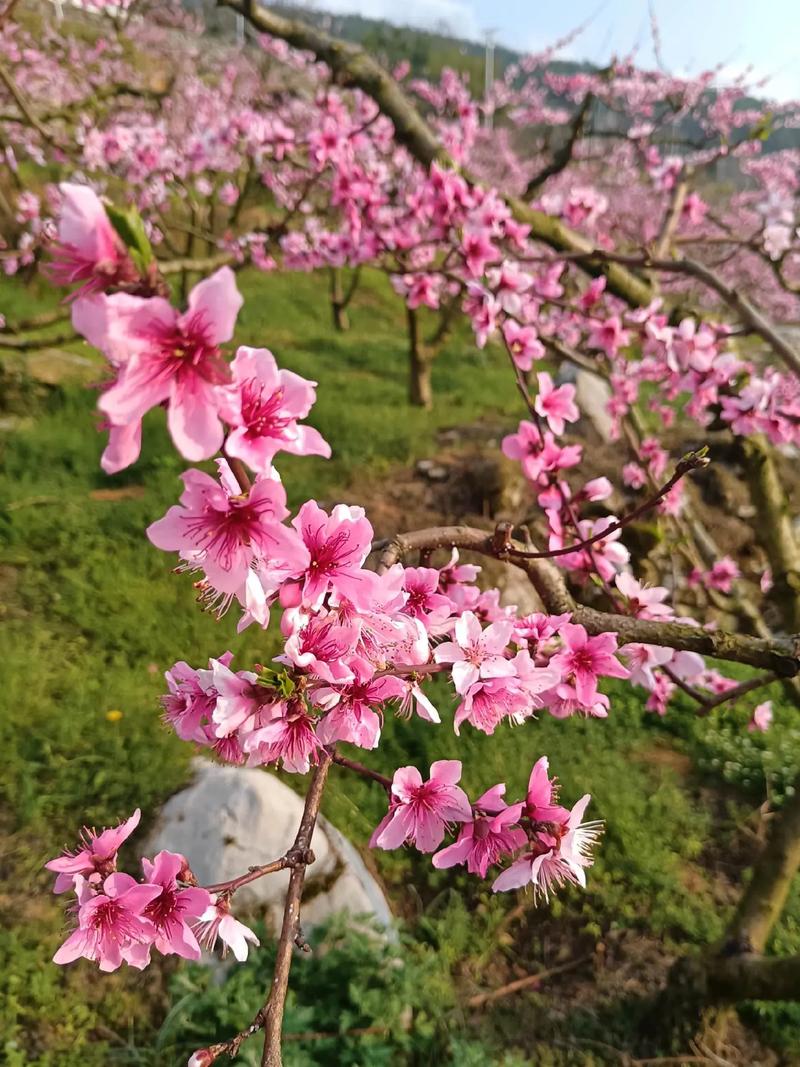 桃花种子怎么种，桃花种子怎么种植视频？