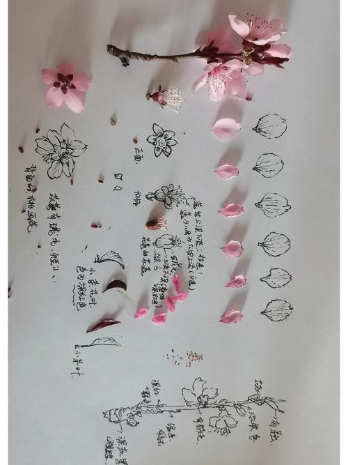 桃花种子怎么种,桃花种子怎么种植视频?-第4张图片-优品飞百科 桃花种子怎么种,桃花种子怎么种植视频?-第4张图片-优品飞百科