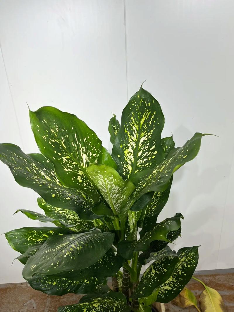 斑马万年青的扦插繁殖，斑马万年青扦插方法？