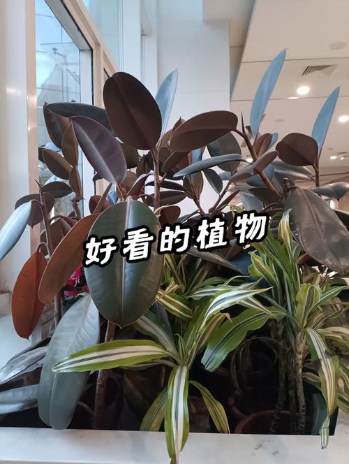 斑马万年青的扦插繁殖,斑马万年青扦插方法?-第8张图片-优品飞百科 斑马万年青的扦插繁殖,斑马万年青扦插方法?-第8张图片-优品飞百科