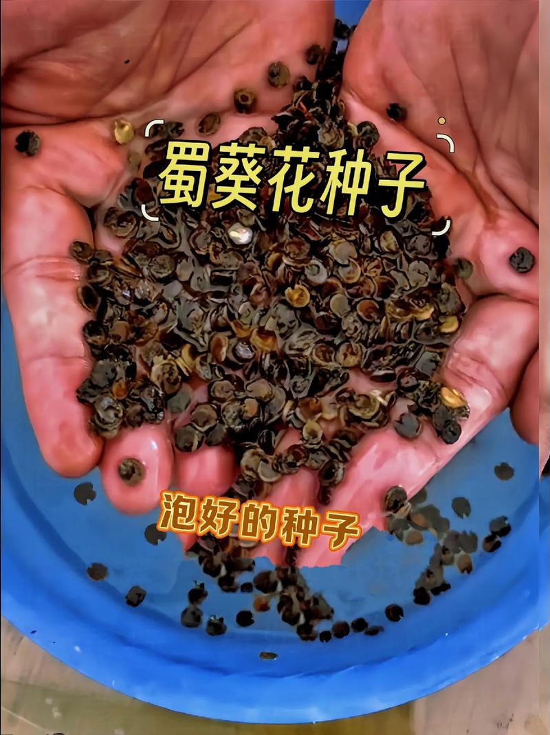 入秋后赶紧撒把种子，什么种子入秋后才发芽？
