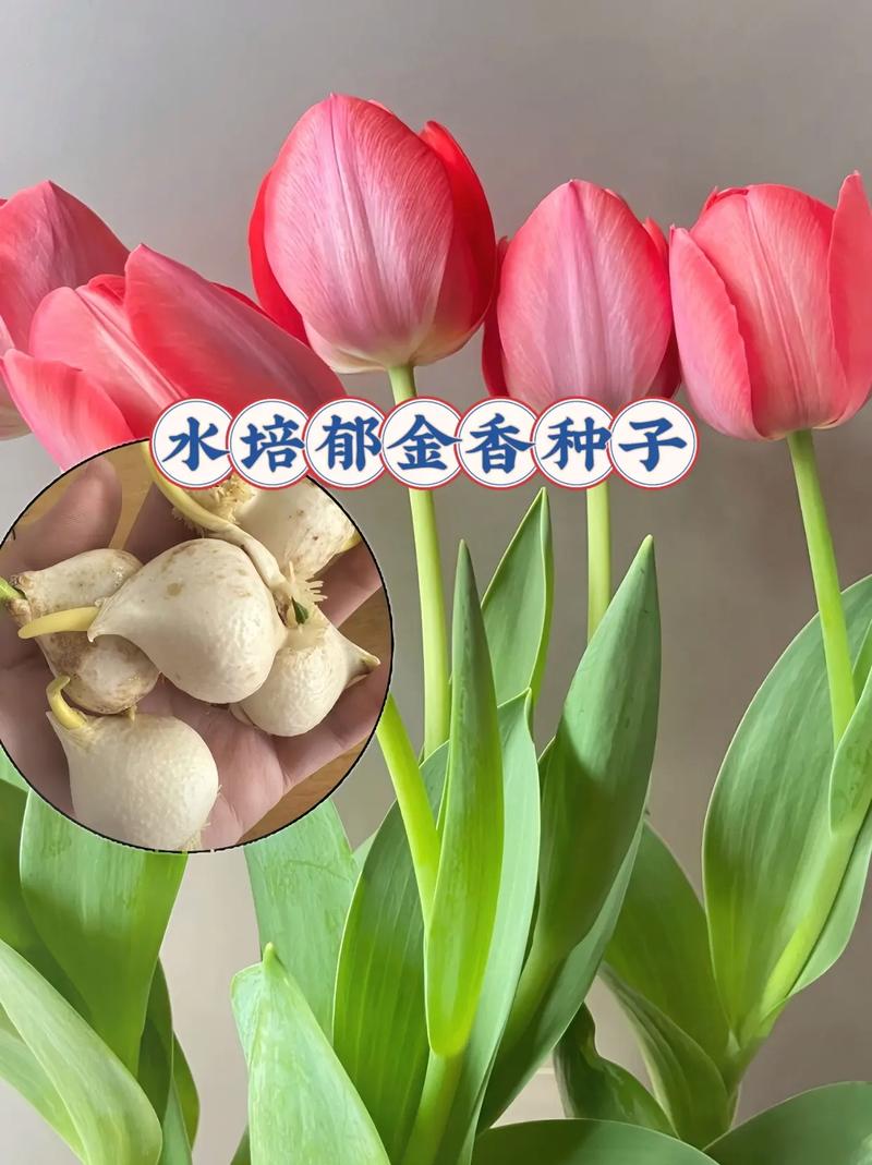 入秋后赶紧撒把种子，什么种子入秋后才发芽？-第2张图片-优品飞百科