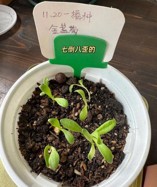 入秋后赶紧撒把种子，什么种子入秋后才发芽？-第4张图片-优品飞百科