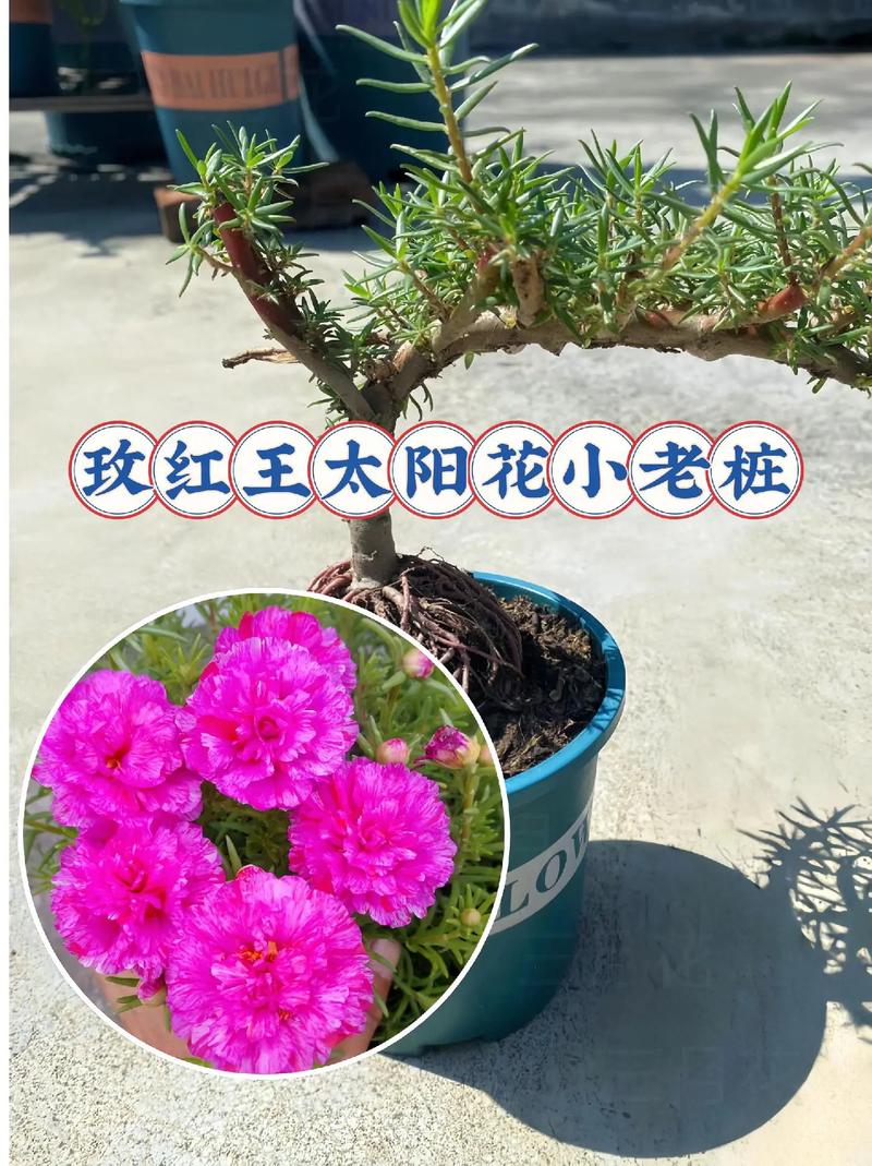 入秋后赶紧撒把种子，什么种子入秋后才发芽？-第5张图片-优品飞百科