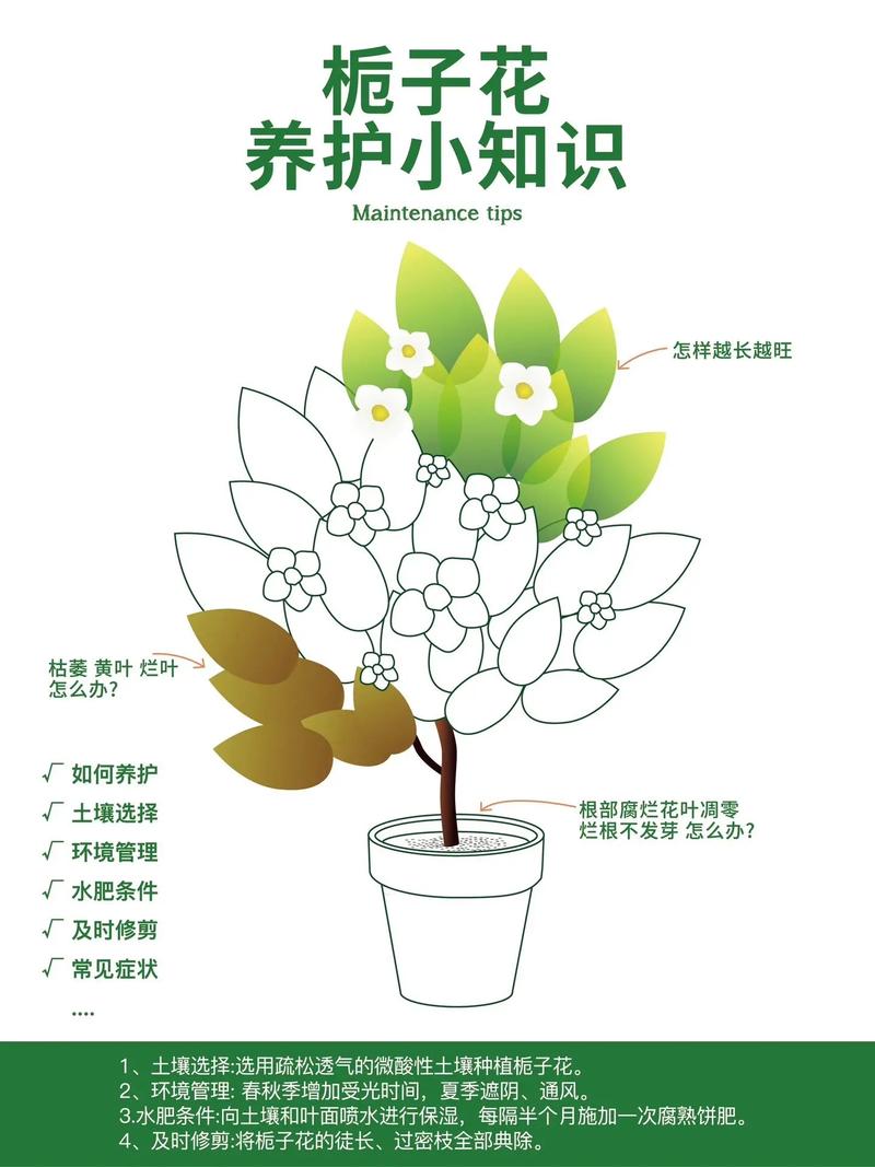 新买的栀子花怎么养？刚买的栀子花怎么养要换盆？