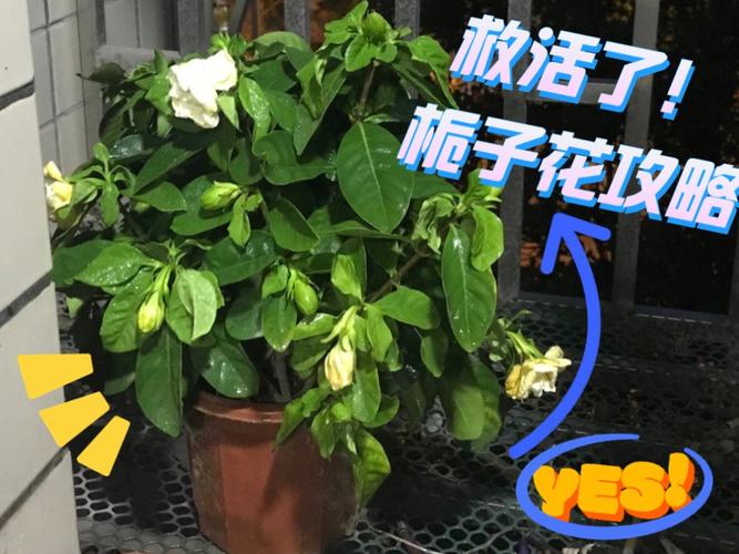新买的栀子花怎么养？刚买的栀子花怎么养要换盆？-第6张图片-优品飞百科