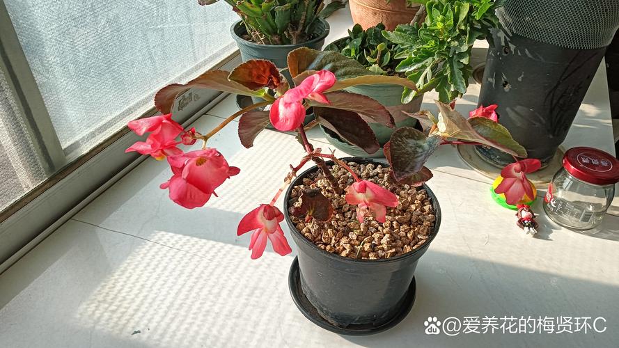 四季海棠在家养,四季海棠家养风水好吗-第2张图片-优品飞百科 四季海棠在家养,四季海棠家养风水好吗-第2张图片-优品飞百科