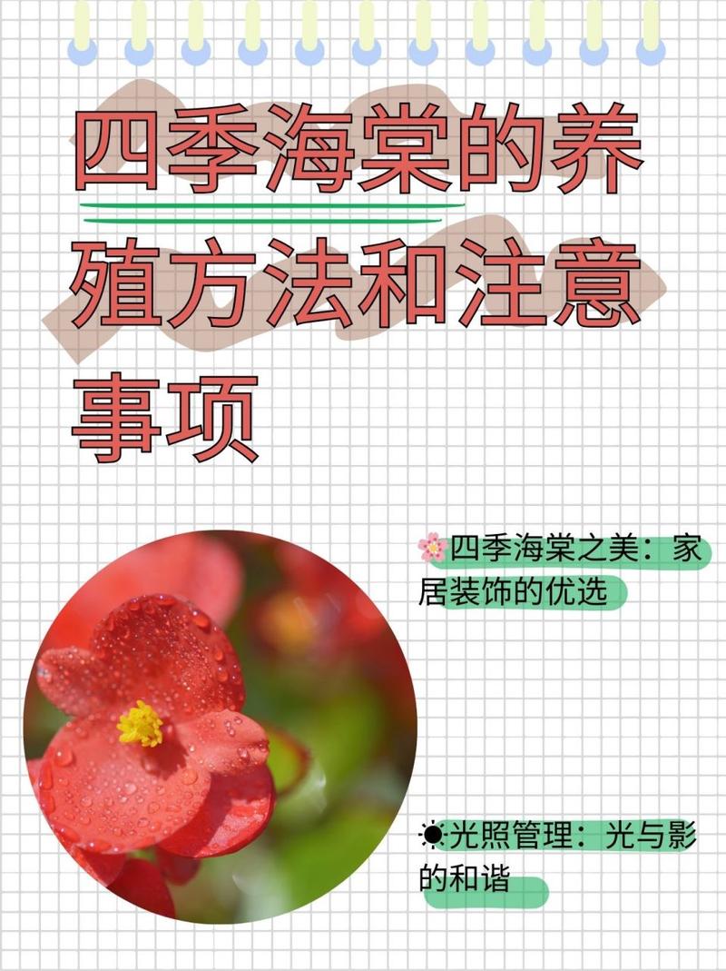 四季海棠在家养,四季海棠家养风水好吗-第3张图片-优品飞百科 四季海棠在家养,四季海棠家养风水好吗-第3张图片-优品飞百科