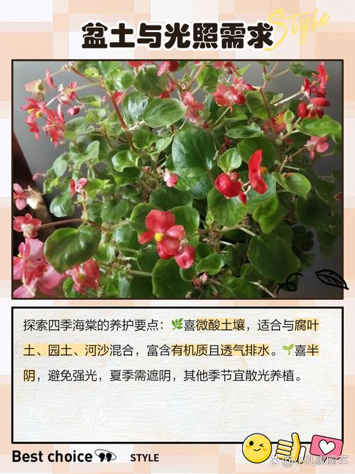 四季海棠在家养,四季海棠家养风水好吗-第4张图片-优品飞百科 四季海棠在家养,四季海棠家养风水好吗-第4张图片-优品飞百科