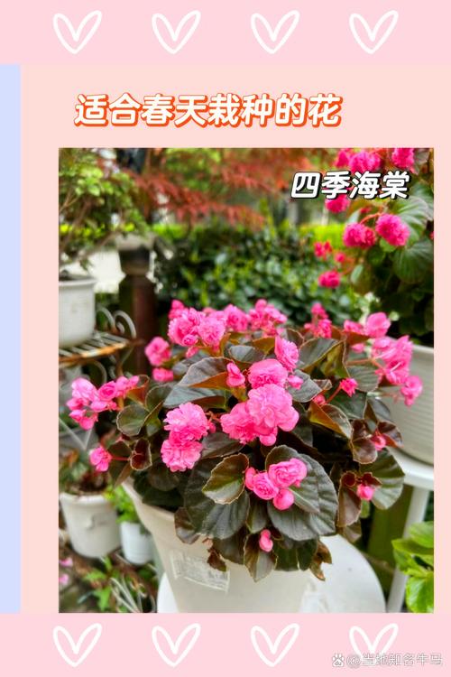四季海棠在家养,四季海棠家养风水好吗-第6张图片-优品飞百科 四季海棠在家养,四季海棠家养风水好吗-第6张图片-优品飞百科
