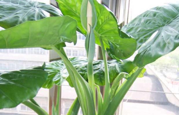 如何养殖滴水观音,如何养殖滴水观音植物图片-第2张图片-优品飞百科 如何养殖滴水观音,如何养殖滴水观音植物图片-第2张图片-优品飞百科