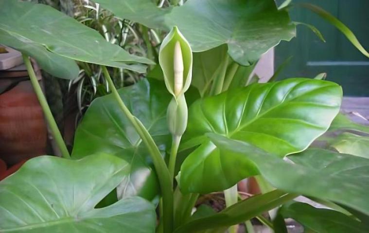 如何养殖滴水观音,如何养殖滴水观音植物图片-第3张图片-优品飞百科 如何养殖滴水观音,如何养殖滴水观音植物图片-第3张图片-优品飞百科