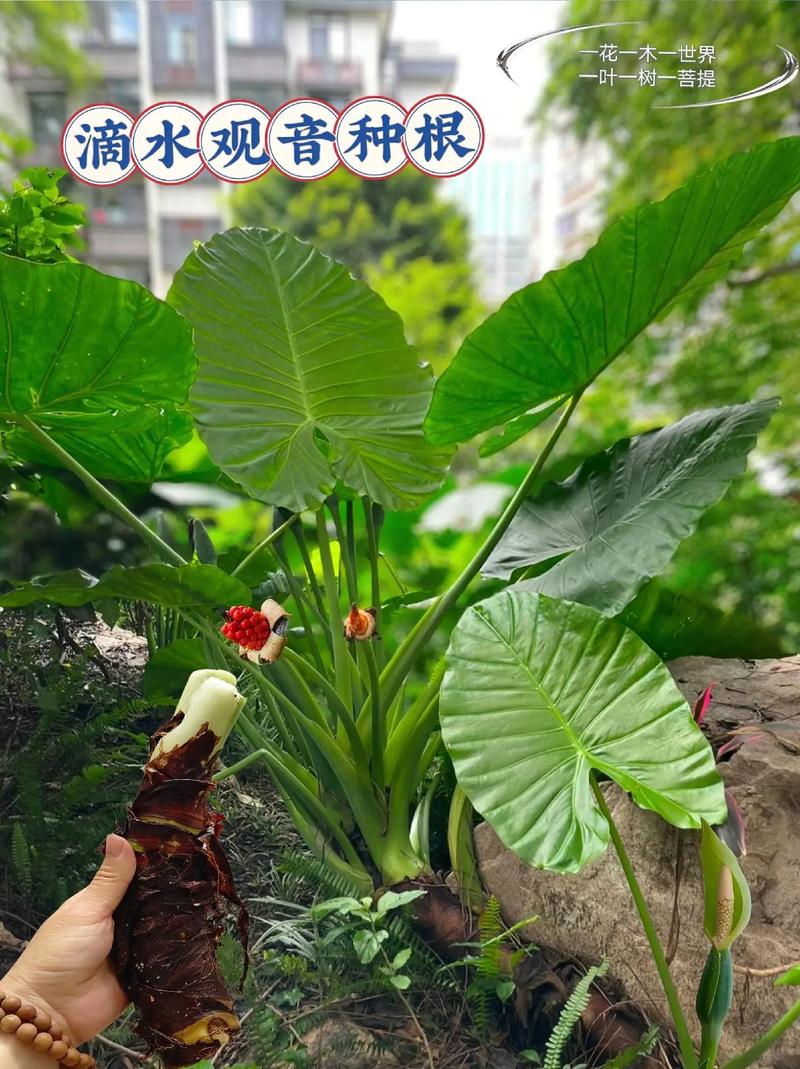 如何养殖滴水观音,如何养殖滴水观音植物图片-第4张图片-优品飞百科 如何养殖滴水观音,如何养殖滴水观音植物图片-第4张图片-优品飞百科