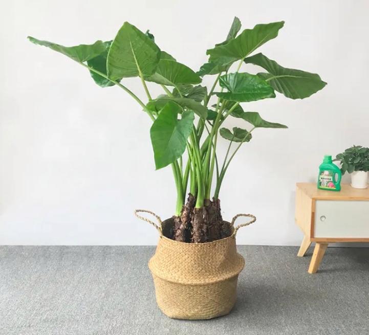 如何养殖滴水观音,如何养殖滴水观音植物图片-第5张图片-优品飞百科 如何养殖滴水观音,如何养殖滴水观音植物图片-第5张图片-优品飞百科