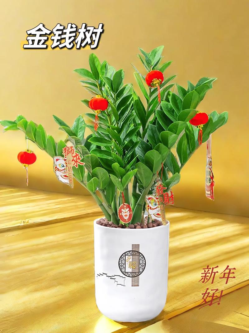 金钱树适合什么花盆,金钱树适合什么样的花盆好看图片?-第3张图片-优品飞百科 金钱树适合什么花盆,金钱树适合什么样的花盆好看图片?-第3张图片-优品飞百科