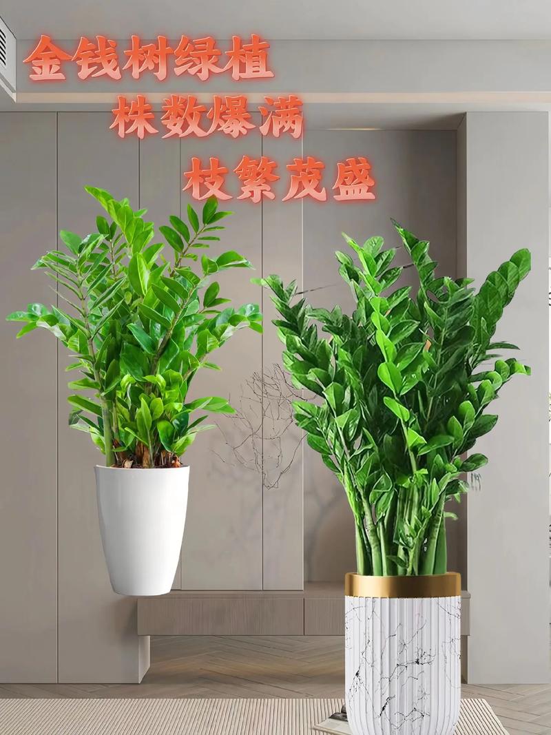 金钱树适合什么花盆,金钱树适合什么样的花盆好看图片?-第2张图片-优品飞百科 金钱树适合什么花盆,金钱树适合什么样的花盆好看图片?-第2张图片-优品飞百科