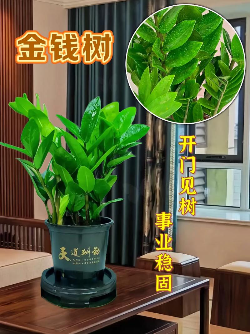 金钱树适合什么花盆,金钱树适合什么样的花盆好看图片?-第4张图片-优品飞百科 金钱树适合什么花盆,金钱树适合什么样的花盆好看图片?-第4张图片-优品飞百科