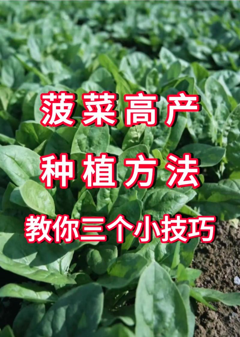 菠菜种子怎么种，菠菜种子怎么种才能出的好？