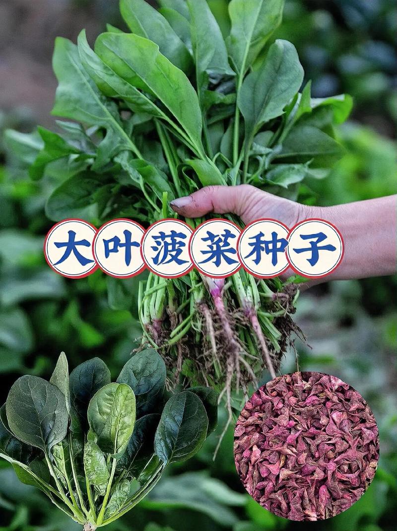 菠菜种子怎么种,菠菜种子怎么种才能出的好?-第2张图片-优品飞百科 菠菜种子怎么种,菠菜种子怎么种才能出的好?-第2张图片-优品飞百科