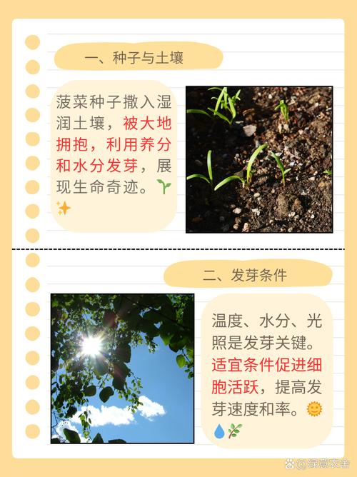 菠菜种子怎么种,菠菜种子怎么种才能出的好?-第3张图片-优品飞百科 菠菜种子怎么种,菠菜种子怎么种才能出的好?-第3张图片-优品飞百科