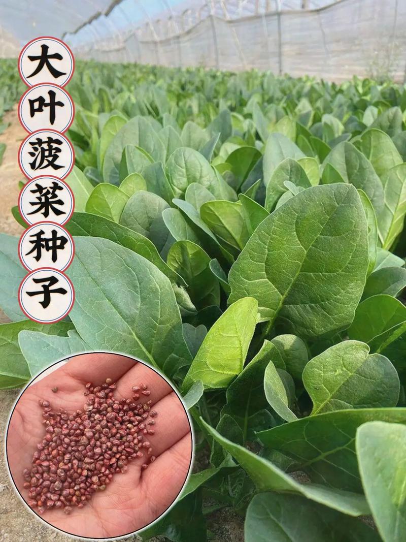 菠菜种子怎么种,菠菜种子怎么种才能出的好?-第4张图片-优品飞百科 菠菜种子怎么种,菠菜种子怎么种才能出的好?-第4张图片-优品飞百科