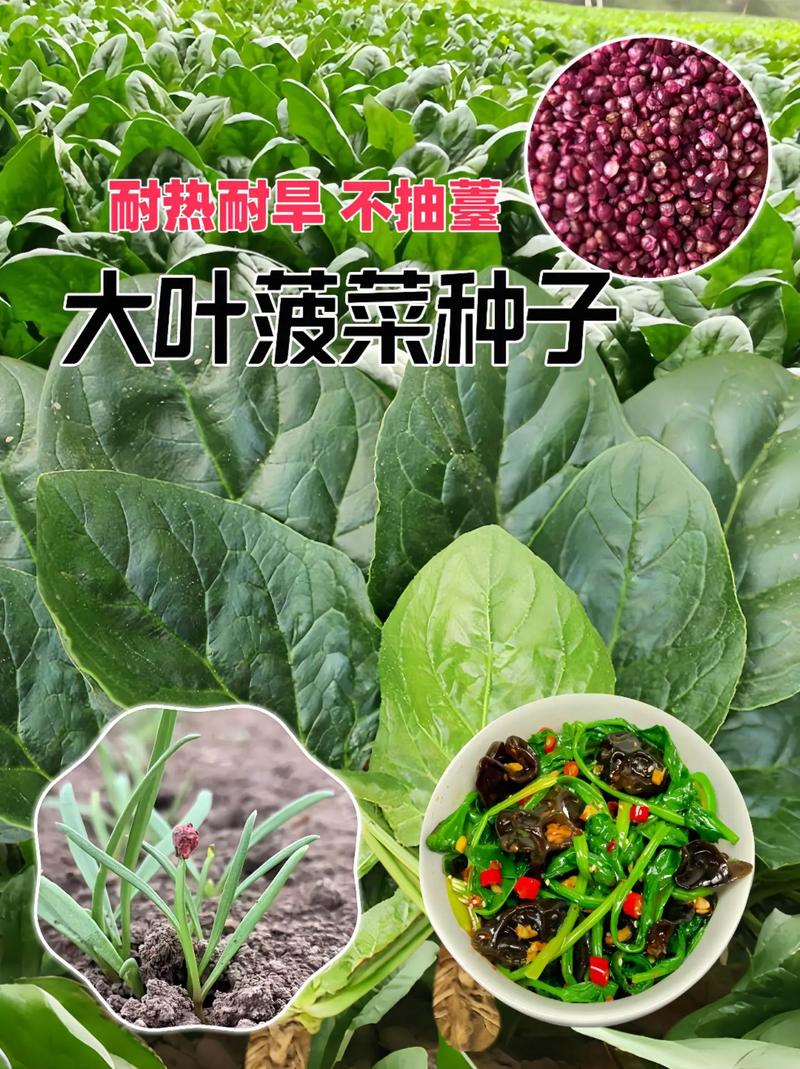 菠菜种子怎么种,菠菜种子怎么种才能出的好?-第5张图片-优品飞百科 菠菜种子怎么种,菠菜种子怎么种才能出的好?-第5张图片-优品飞百科