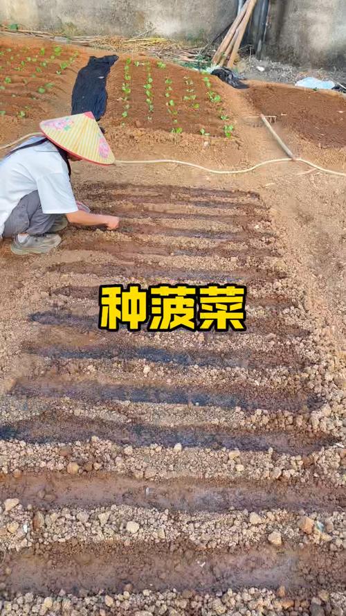 菠菜种子怎么种,菠菜种子怎么种才能出的好?-第6张图片-优品飞百科 菠菜种子怎么种,菠菜种子怎么种才能出的好?-第6张图片-优品飞百科