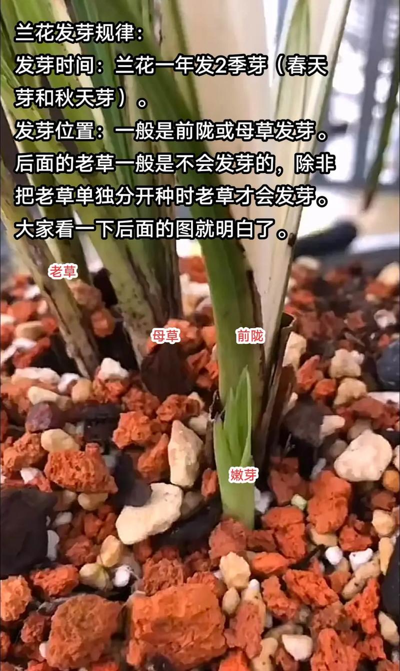 兰花发苗较弱怎么办？兰花苗不壮怎么办？