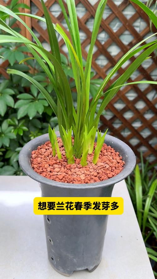 兰花发苗较弱怎么办?兰花苗不壮怎么办?-第2张图片-优品飞百科 兰花发苗较弱怎么办?兰花苗不壮怎么办?-第2张图片-优品飞百科