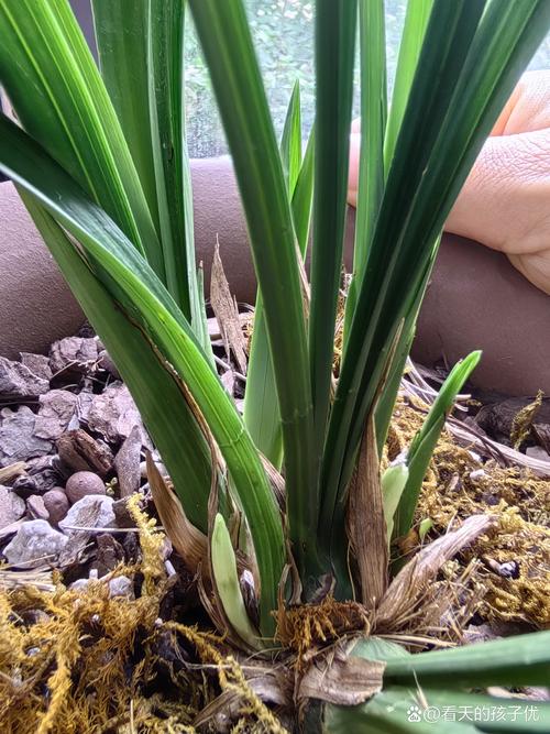兰花发苗较弱怎么办?兰花苗不壮怎么办?-第3张图片-优品飞百科 兰花发苗较弱怎么办?兰花苗不壮怎么办?-第3张图片-优品飞百科