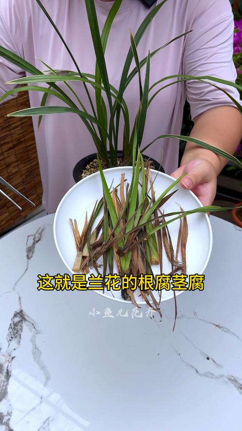 兰花发苗较弱怎么办?兰花苗不壮怎么办?-第4张图片-优品飞百科 兰花发苗较弱怎么办?兰花苗不壮怎么办?-第4张图片-优品飞百科